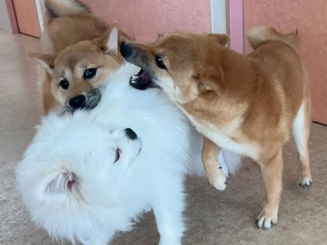 看護師　キャリア